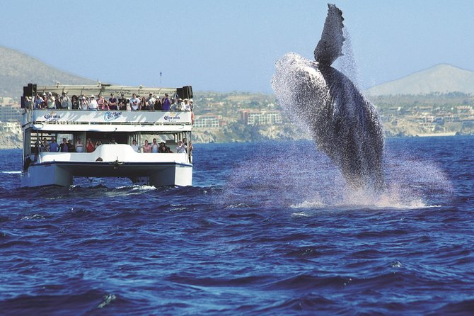 Los Cabos Whale Watching Cruise Including Breakfast - How the Schedule Keeps Things Moving (Stops and Timing)