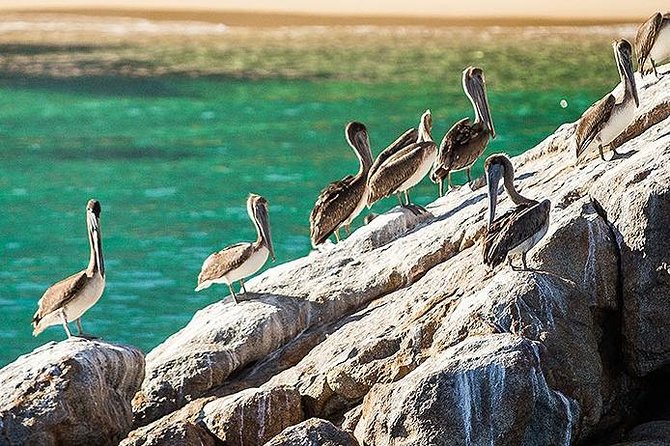 Los Cabos Whale Watching Cruise Including Breakfast - Who Should Book This Cruise