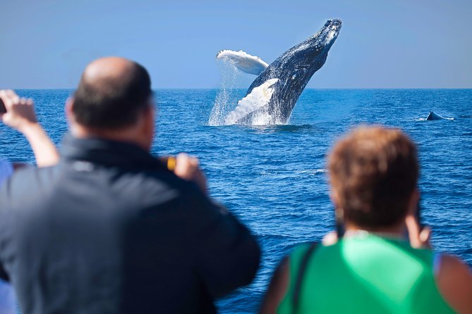Los Cabos Whale Watching Cruise Including Breakfast - The Bar Is Part of the Value (and There’s an Age Rule)