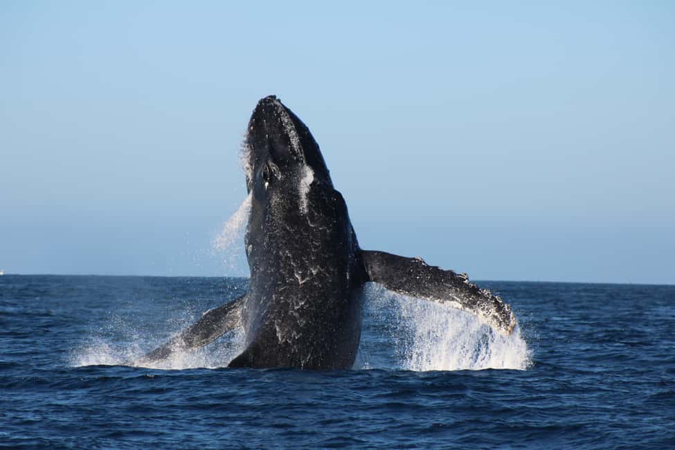 Los Cabos: Whale Watching Safari & Free time at Lovers Beach - Key takeaways before you go