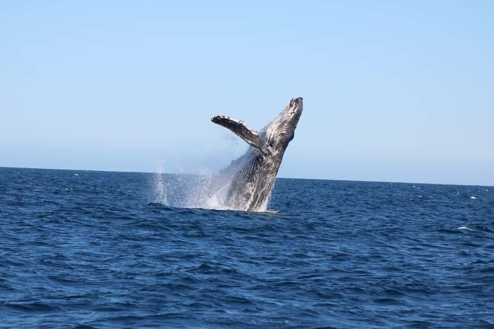 Los Cabos: Whale Watching Safari & Free time at Lovers Beach - Humpback whales in Los Cabos: the season that makes this trip work