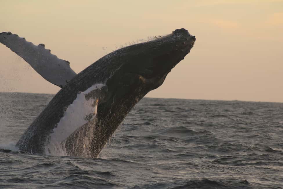 Los Cabos: Whale Watching Safari & Free time at Lovers Beach - Cabo coastline cruising: Balconcito to the Arch photo moment