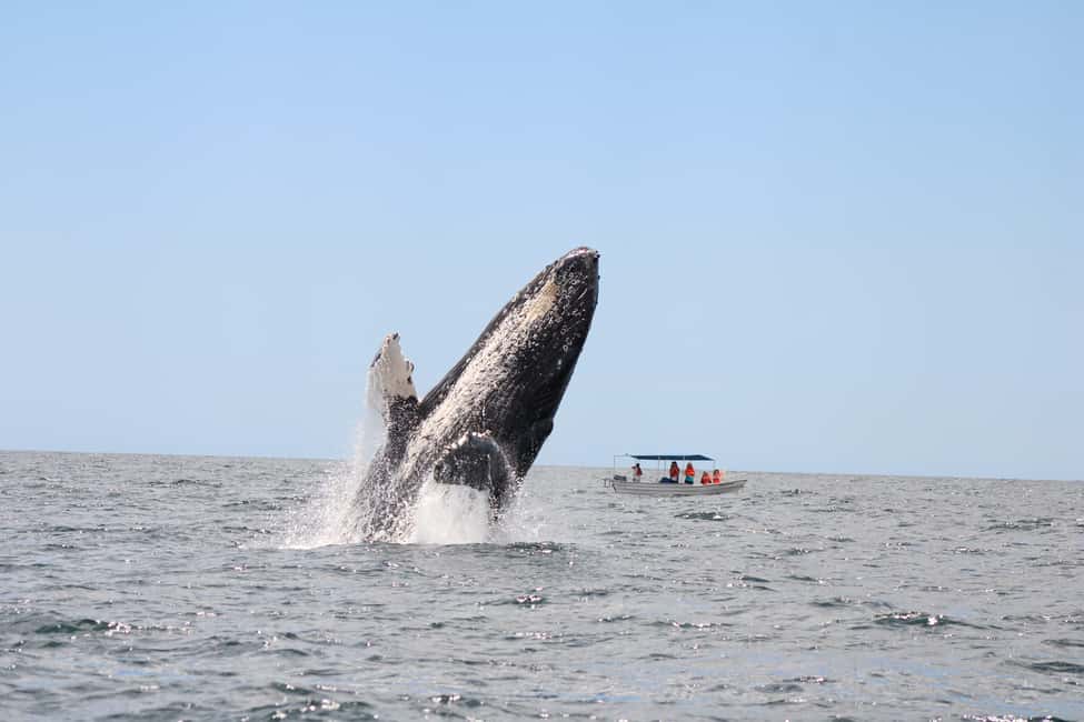 Los Cabos: Whale Watching Safari & Free time at Lovers Beach - The eco-friendly approach: why it matters for animals and for you