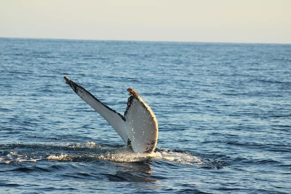 Los Cabos: Whale Watching Safari & Free time at Lovers Beach - Price and logistics: why $58 can feel fair here