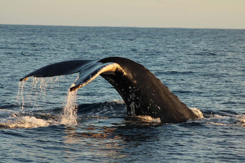 Los Cabos: Whale Watching Safari & Free time at Lovers Beach - Who should book this whale safari, and who might reconsider