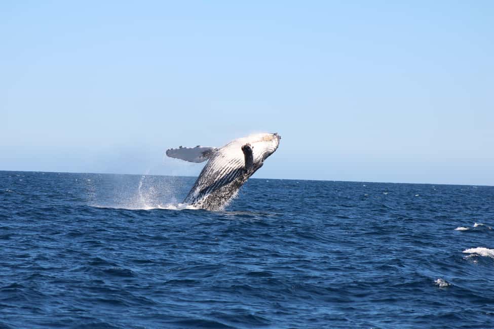 Los Cabos: Whale Watching Safari & Free time at Lovers Beach - La Terminal de Cabo to the water: the short stops that set the mood