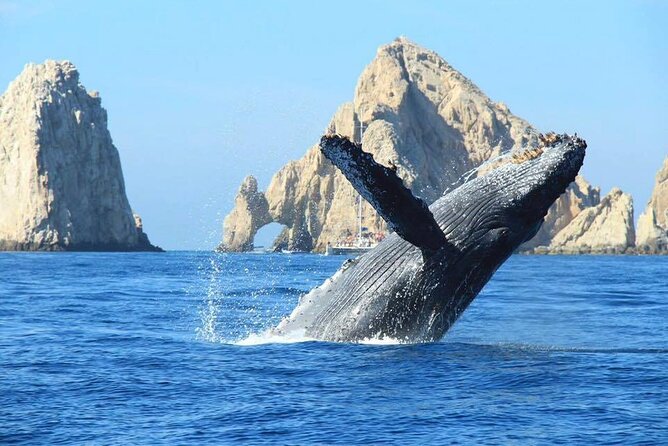 Los Cabos Whale Watching & Snorkel Adventure with Food & Drinks - Arch of Cabo San Lucas: The Picture Stop That Sets the Tone