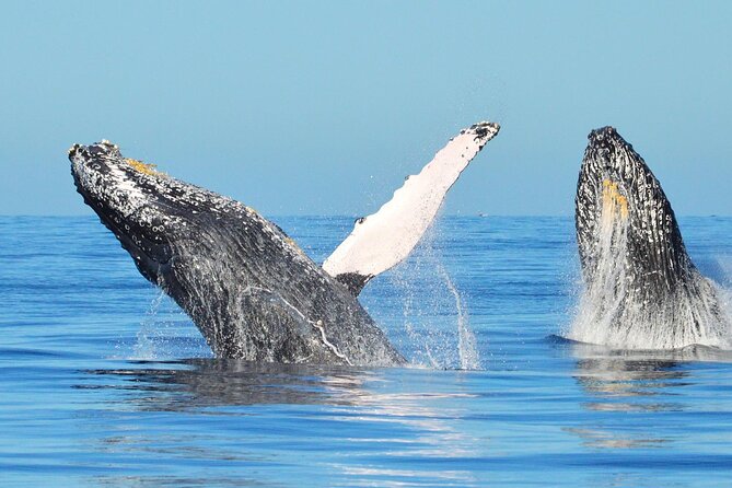Los Cabos Whale Watching & Snorkel Adventure with Food & Drinks - Snorkeling + Paddle Boarding: Included Gear and Comfort-Focused Setup