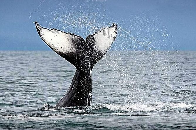 Los Cabos Whale Watching & Snorkel Adventure with Food & Drinks - The Crew Factor: Personalized Attention That Shows