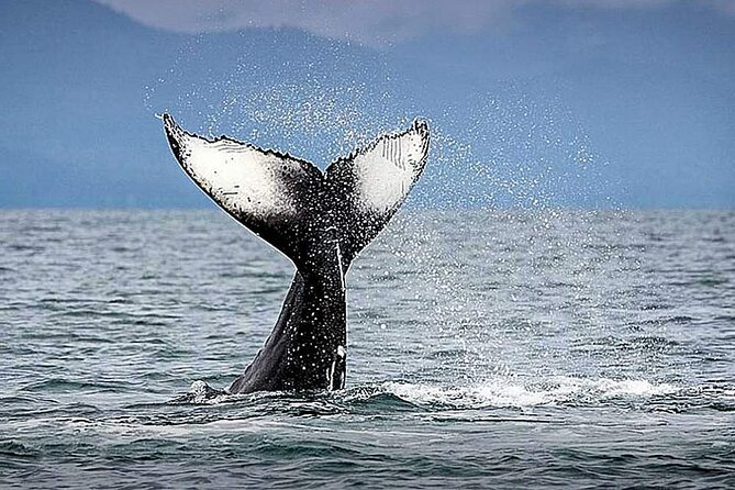 Los Cabos Whale Watching & Snorkel Adventure with Food & Drinks - Cabo Dock Start: What to Know Before You Show Up