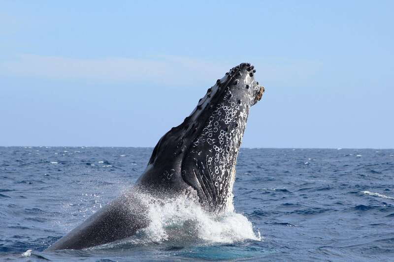 Los Cabos: Whale Watching (Transport and Pictures Included) - Key Things I’d Pay Attention To