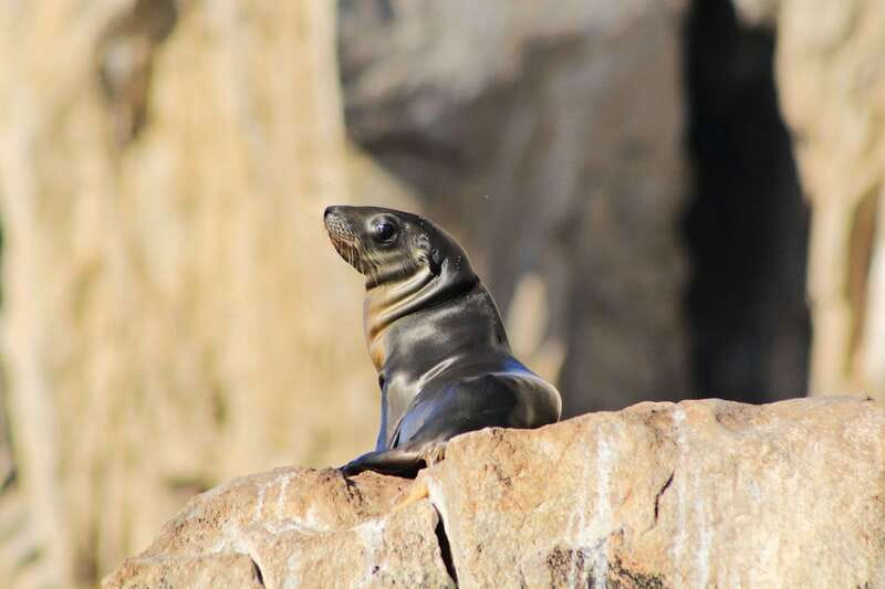 Los Cabos: Whale Watching (Transport and Pictures Included) - The Whale-Watching Leg in the Gulf of California: Behavior Is the Point