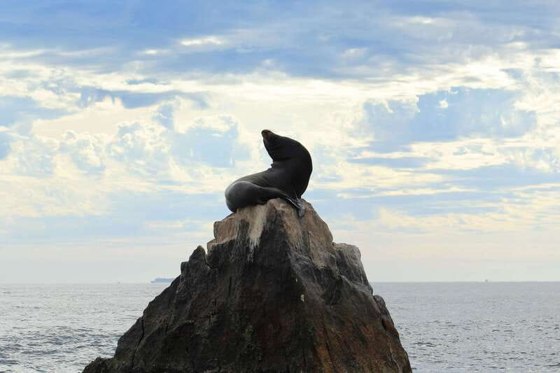 Los Cabos: Whale Watching (Transport and Pictures Included) - Observe, Don’t Disturb: Why This Approach Feels Better