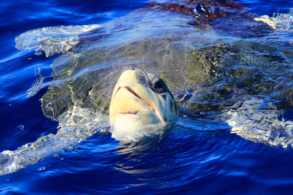 Los Cabos: Whale Watching (Transport and Pictures Included) - Boat Comfort That Actually Matters on a Whale Trip