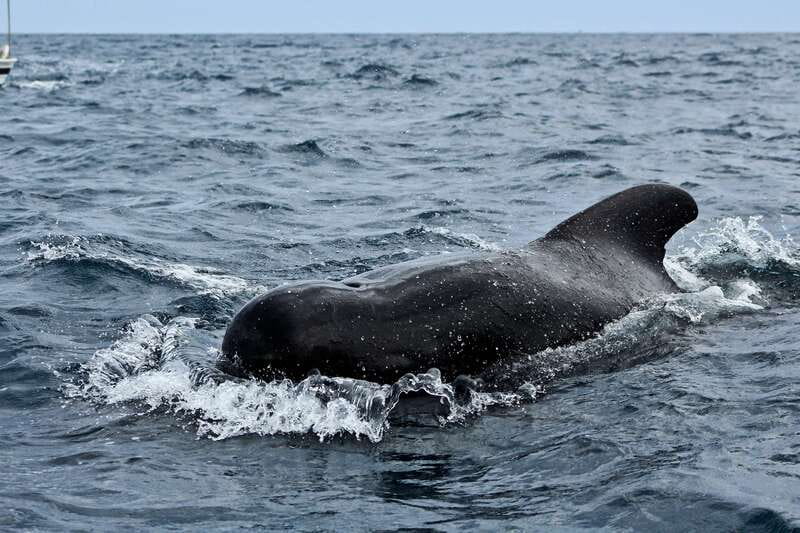 Los Cabos: Whale Watching (Transport and Pictures Included) - Itinerary Rhythm: What You’re Doing and Why Each Part Works