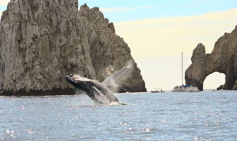 Los Cabos: Whale Watching (Transport and Pictures Included) - Price and Value for a 2.5-Hour Whale Watching Tour at $94