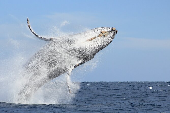 Los Cabos Whale Watching (Transportation and Pictures Included) - Key things to know before you go