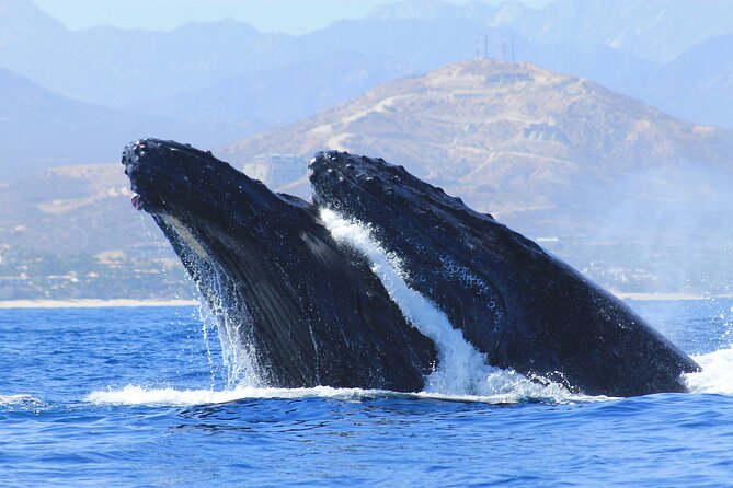 Los Cabos Whale Watching (Transportation and Pictures Included) - Cabo whale watching, the practical way