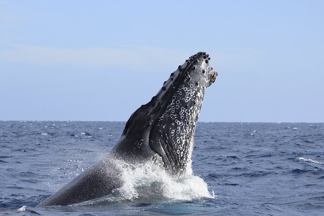 Los Cabos Whale Watching (Transportation and Pictures Included) - Snacks, photos, and what’s actually included