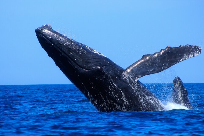 Los Cabos Whale Watching (Transportation and Pictures Included) - Boat size, group vibe, and the comfort factor