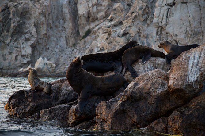 Los Cabos Whale Watching (Transportation and Pictures Included) - Who this whale watch fits best