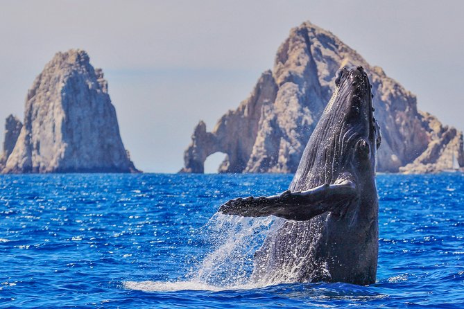 Luxury Catamaran Whale Watching Cabo San Lucas - Key highlights at a glance