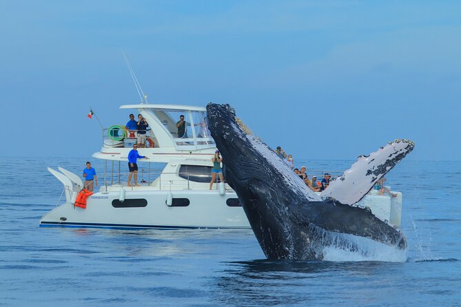 Luxury Catamaran Whale Watching Cabo San Lucas - A 2.5-hour luxury whale cruise that stays focused on the water