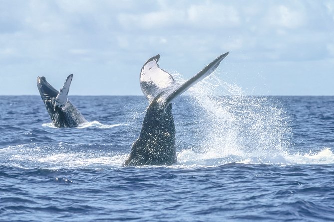 Luxury Catamaran Whale Watching Cabo San Lucas - The Sea of Cortes cruise: hydrophone whale singing in action