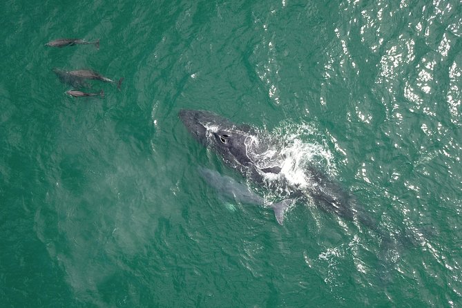 Luxury Catamaran Whale Watching Cabo San Lucas - Drinks and snacks: open bar that feels like a thoughtful add-on