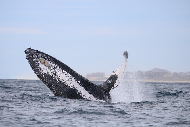 Luxury Catamaran Whale Watching Cabo San Lucas - Price and value: $129 plus transport and a dock fee