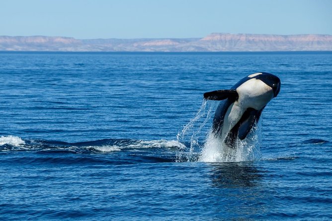 Luxury Catamaran Whale Watching Cabo San Lucas - Who should book this, and who should be careful on the boat