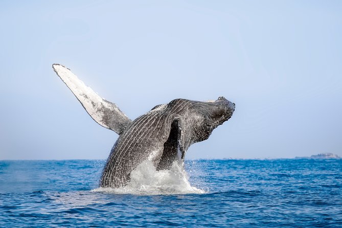 Luxury Catamaran Whale Watching Cabo San Lucas - Realistic expectations: whales, weather, and how to handle a slow day