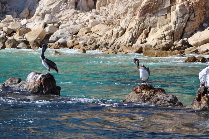 Luxury Cruise with Dinner and Music in Los Cabos - Who this cruise suits best (and who should think twice)