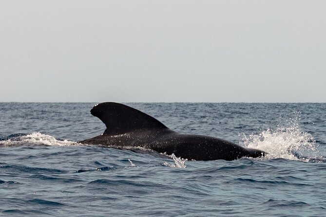 Marine Safari in La Ventana - Price check: $173.15 for 7 hours, and what you’re really paying for