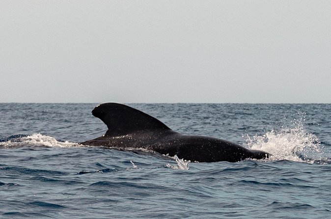 Marine Safari in La Ventana - Weather, rough seas, and how to set expectations