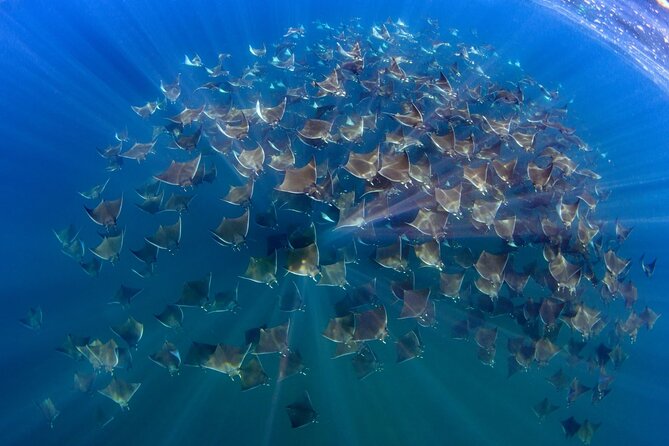 Mobula Ray and Ocean Safari Day Trip - Key highlights you’ll care about
