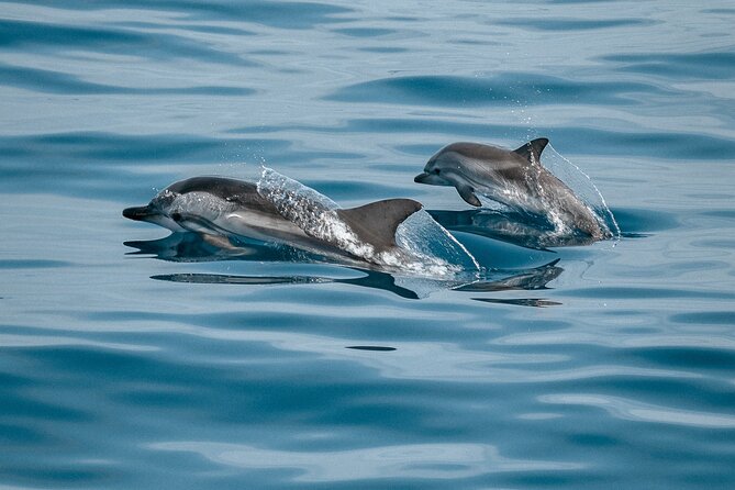 Mobula Ray and Ocean Safari Day Trip - 4–6 hours hunting mobula rays: how the day actually unfolds