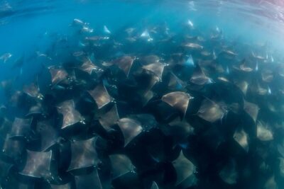 Mobula Ray and Ocean Safari Day Trip - Beach boarding and panga entry: what basic mobility really means