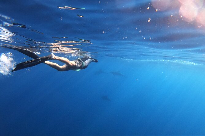 Mobula Ray and Ocean Safari Day Trip - Boat picnic and bathroom breaks: the comfort planning I appreciate