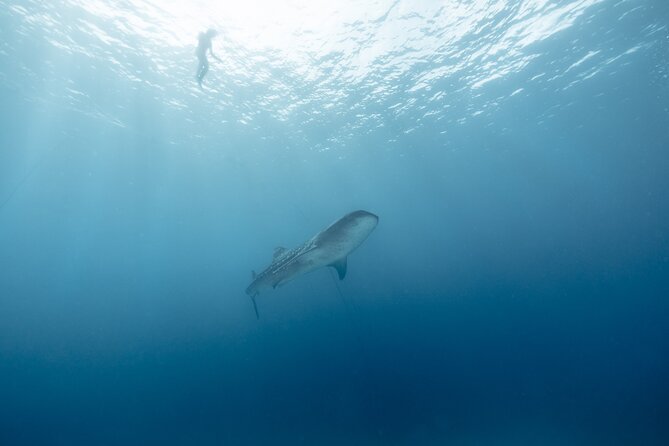 Mobula Ray and Ocean Safari Day Trip - Guides and safety: the small details that people remember