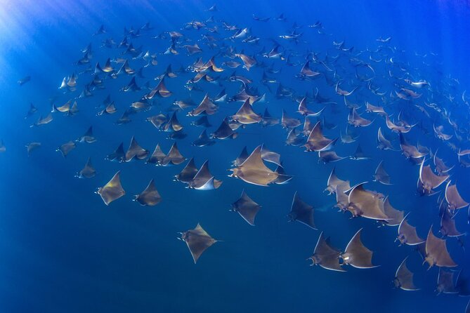 Mobula Ray and Ocean Safari Day Trip - Value check: what $315 buys for a 10-hour ocean day