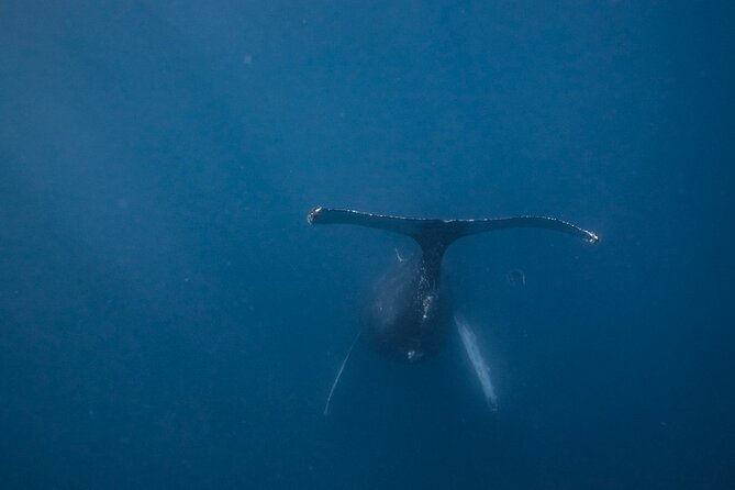 Mobula Ray and Ocean Safari Day Trip - What to expect on timing and weather days