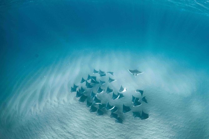 Mobula Ray Snorkeling - What I Like Most (And Why It Matters)