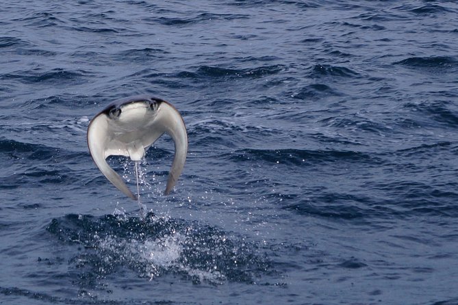 Mobula Ray Snorkeling - Key Points You Should Know Before You Go