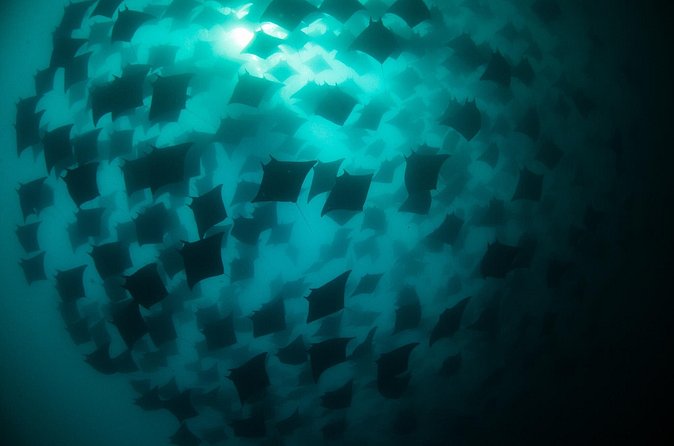 Mobula Ray Snorkeling - The 3-Hour Flow: Arch of Cabo, Sea Lions, Then Ray Search