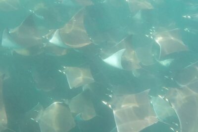 Mobula Ray Snorkeling - Cabo Trek’s Small-Group Formula (And Why It’s a Big Deal)