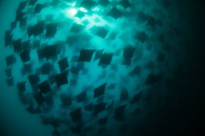 Mobula Ray Snorkeling - Snorkeling Tactics: Getting Into the Water Without Losing the Moment