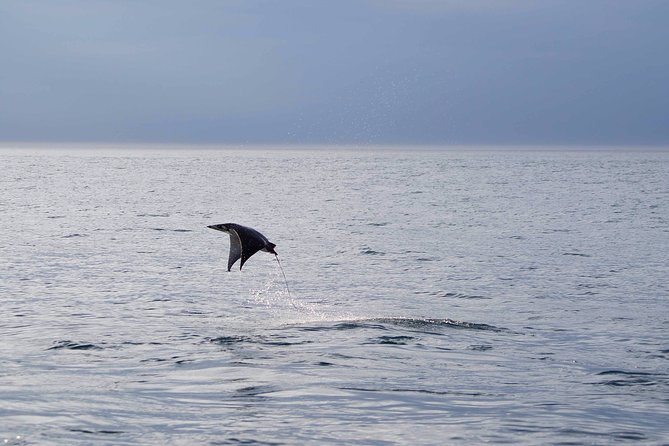 Mobula Ray Snorkeling - Price and Value: What $169 Gets You (And What It Doesn’t)