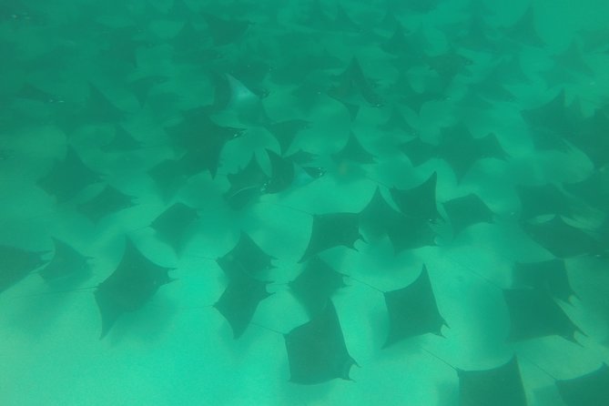 Mobula Ray Snorkeling - Morning vs Afternoon: How to Pick the Best Departure