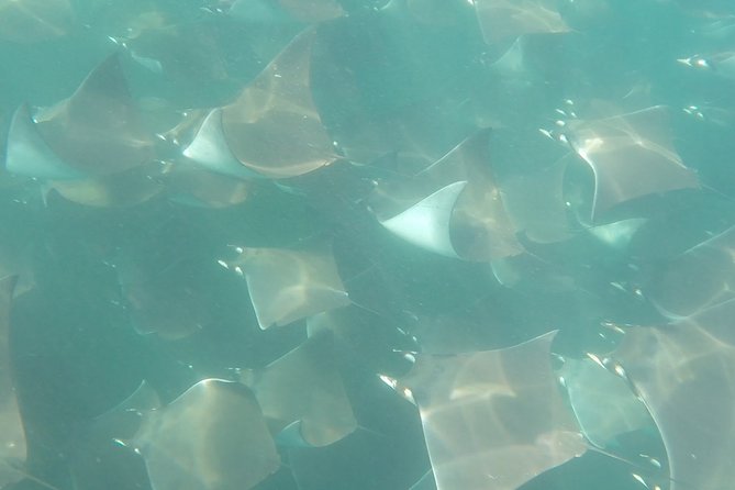 Mobula Ray Snorkeling - Cabo Trek’s Small-Group Formula (And Why It’s a Big Deal)